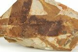 Fossil Seed Fern (Glossopteris) Plate - Australia #321027-2